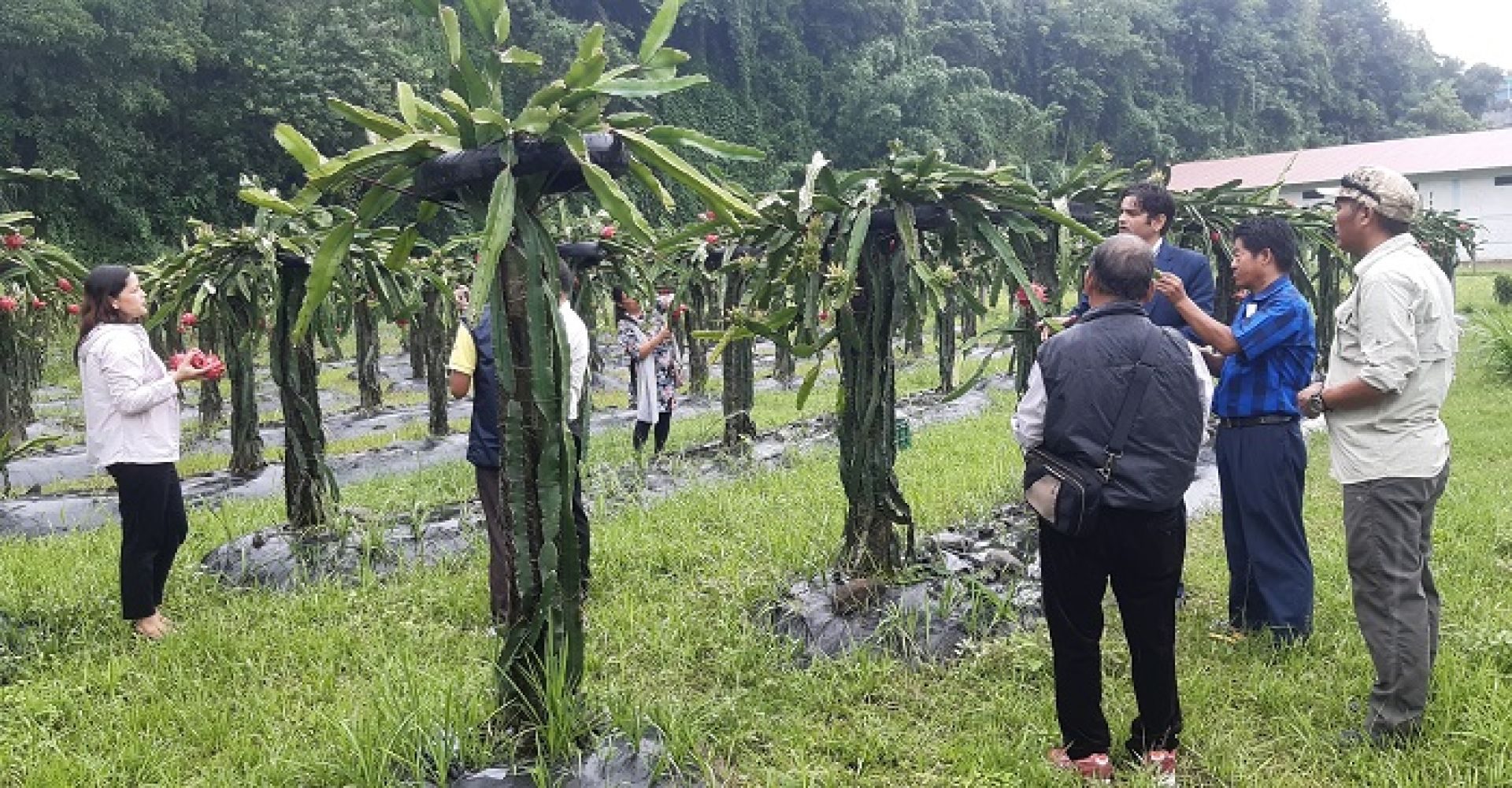 पहिले दुर्व्यसनीको अखडा, अहिले बन्यो ड्रागन फ्रुटको बगैँचा